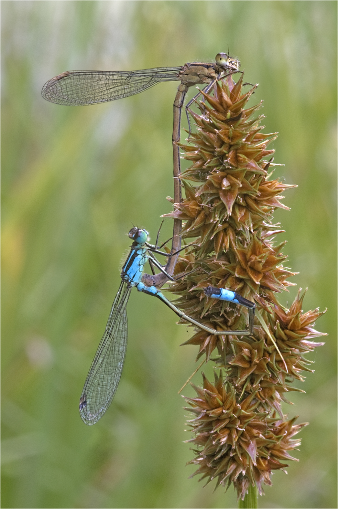 Blue-tailed Damselfly